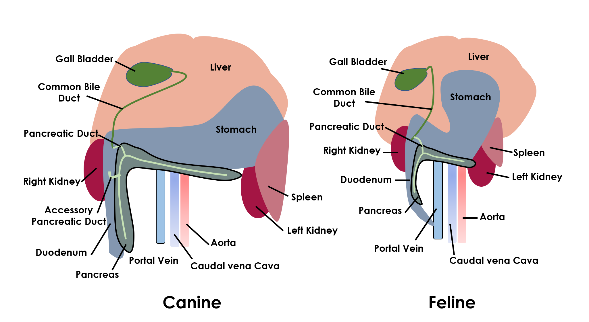 Ultrasonography of the Pancreas Biology Diagrams
